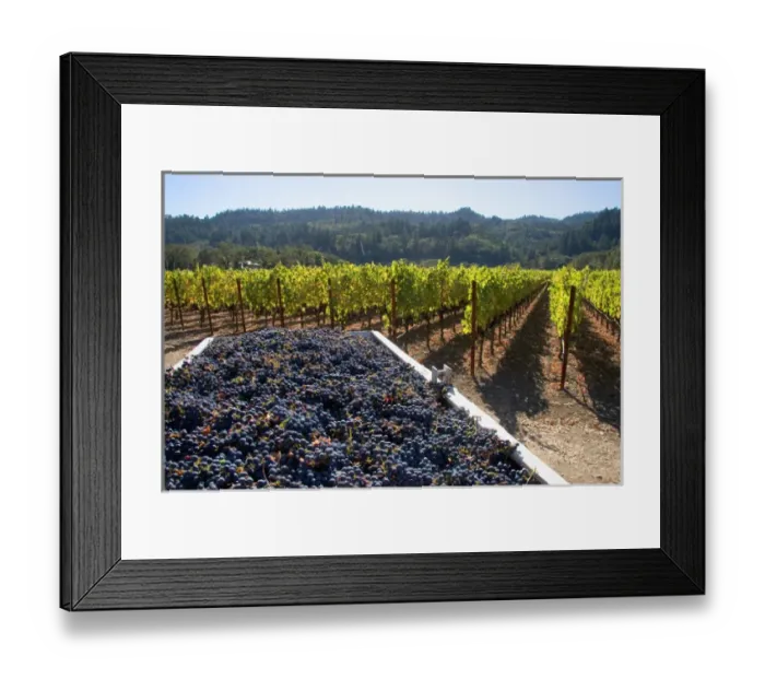 Framed Print : Harvested wine grapes in Napa Valley, California Framed Print : Harvested wine grapes in Napa Valley, California
