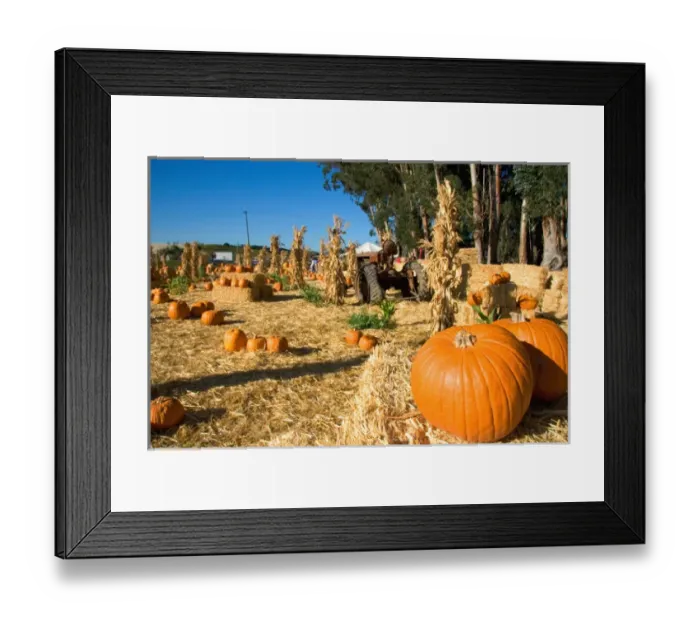 Framed Print : A farm selling pumpkins near San Rafael, California