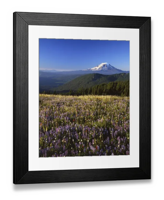 Framed Print : USA, Washington, Goat Rocks Wilderness, Meadow, Mt. Adams in distance