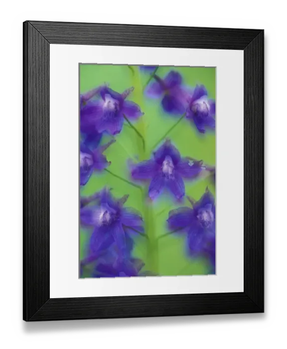 Framed Print : NA, USA, California, Bald Hills, Redwoods NP In- and out-of-focus larkspur Framed Print : NA, USA, California, Bald Hills, Redwoods NP In- and out-of-focus larkspur