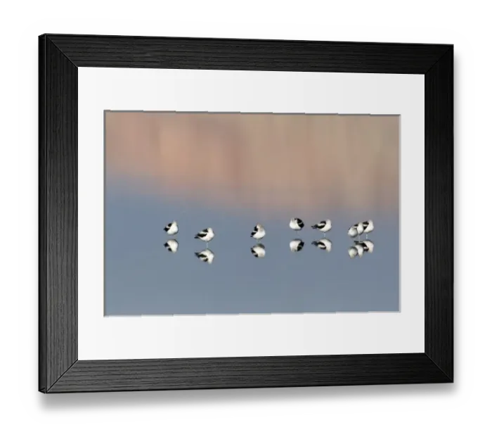 Framed Print : USA - California - Imperial County - Salton Sea area - American Avocet Framed Print : USA - California - Imperial County - Salton Sea area - American Avocet