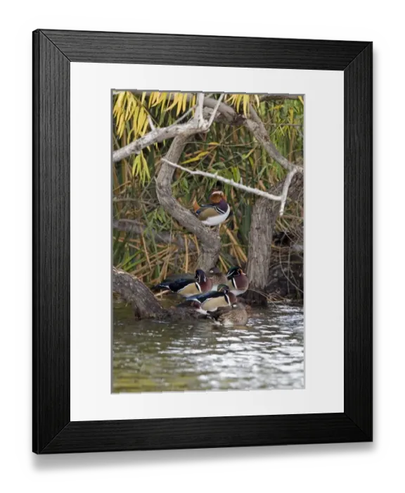 Framed Print : USA - California - San Diego County - Wood Ducks and Mandarin Duck