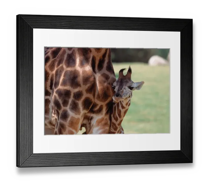 Framed Print : N. A. USA, California Reticulated Giraffe