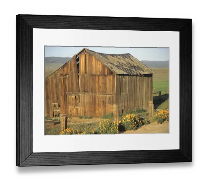 Framed Print : 06. NA, USA, CA, Antelope Valley. Old Wood Barn with California Poppies Framed Print : 06. NA, USA, CA, Antelope Valley. Old Wood Barn with California Poppies