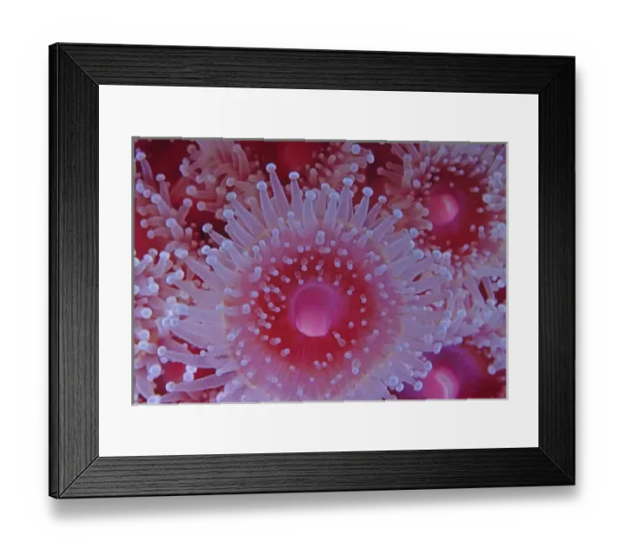Framed Print : 06. Club-Tipped Anemone, Corynactis californica Framed Print : 06. Club-Tipped Anemone, Corynactis californica