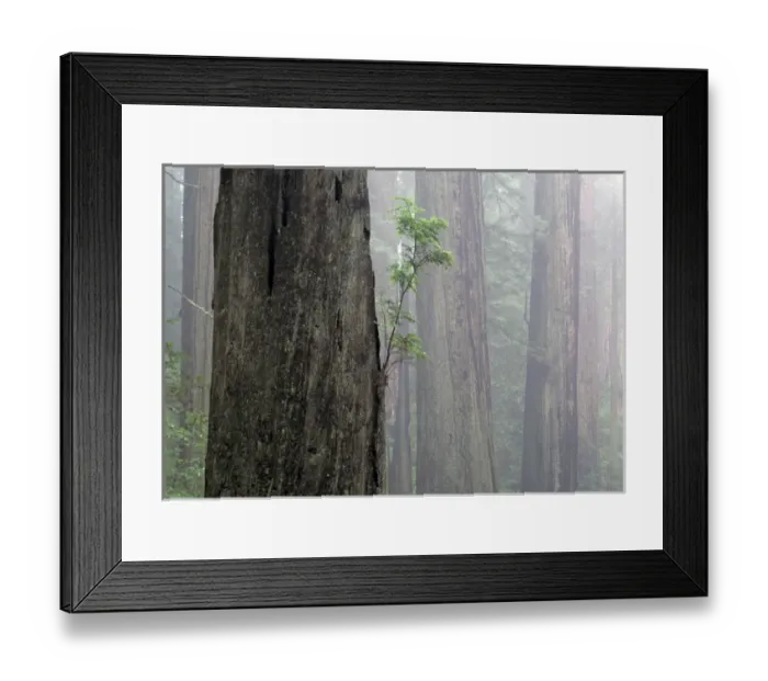 Framed Print : NA, USA, CA, Redwoods National Park