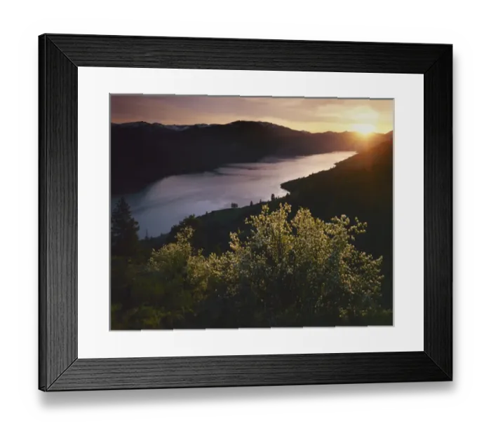 Framed Print : USA, Washington, Lake Chelan, Western Serviceberry