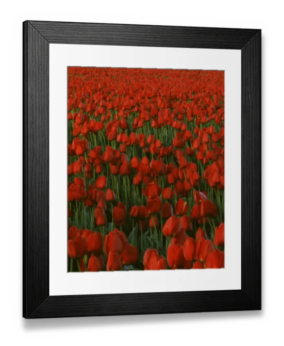 Framed Print : USA, Washington, Skagit River Valley, Tulips