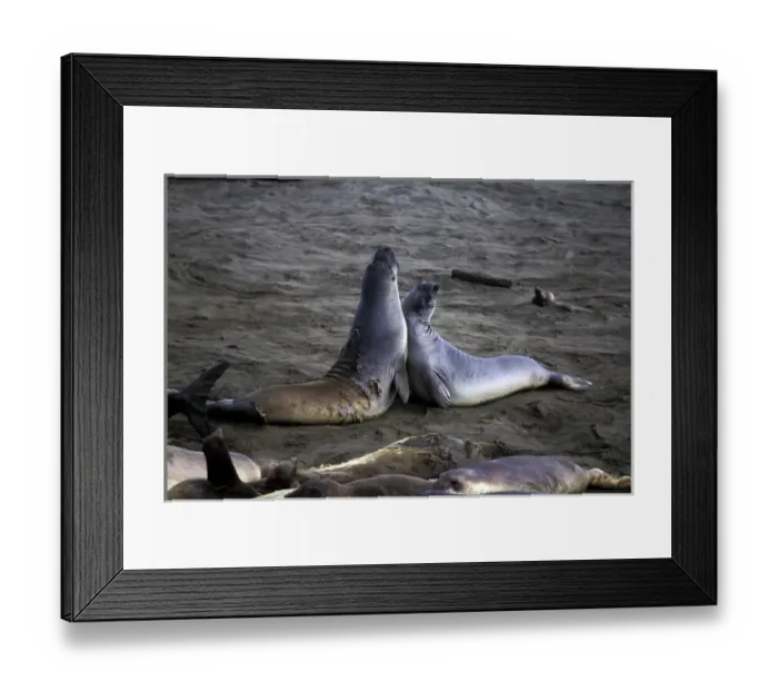 Framed Print : North America, USA, California, Big Sur Coast. Northern Elephant Seals (Mirounga