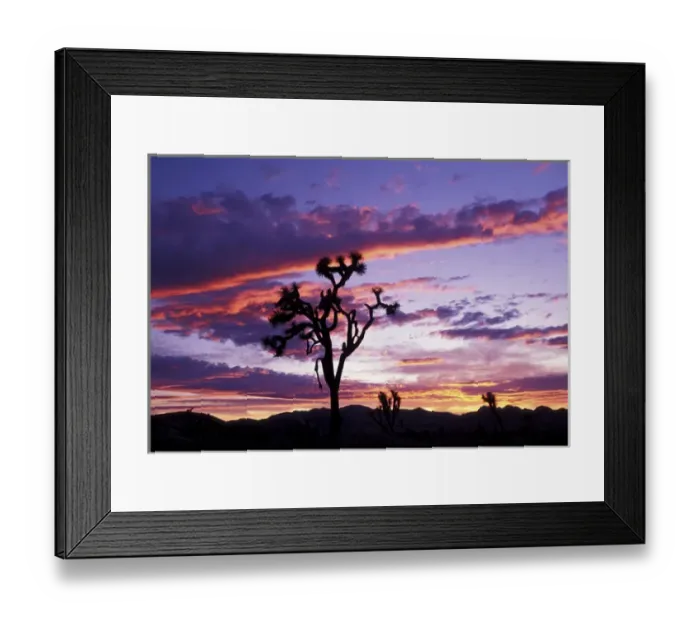 Framed Print : North America, USA, California. Joshua tree at sunset