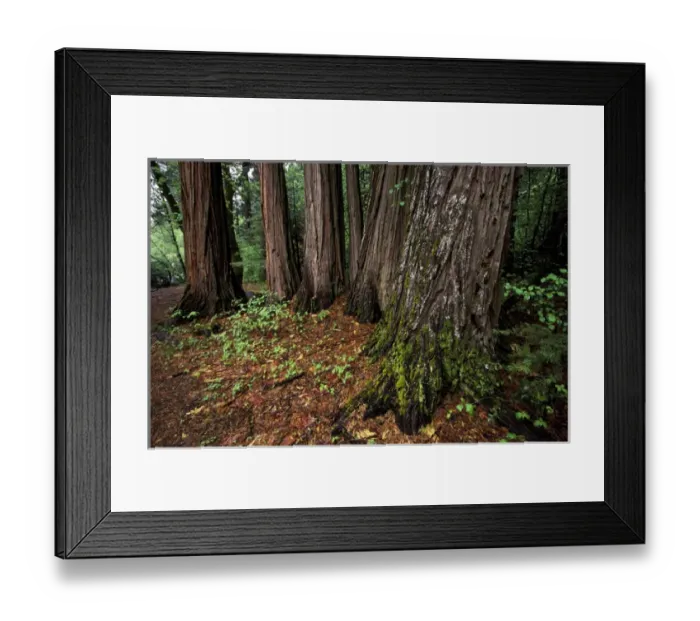 Framed Print : North America, USA, California, Yosemite National Park. Giant Sequoias in Mariposa Grove