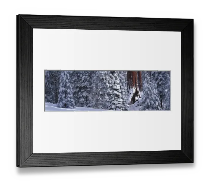 Framed Print : A Giant Sequoia in a snow covered forest of small Sequoia trees, Grant Grove, Sequoia Framed Print : A Giant Sequoia in a snow covered forest of small Sequoia trees, Grant Grove, Sequoia