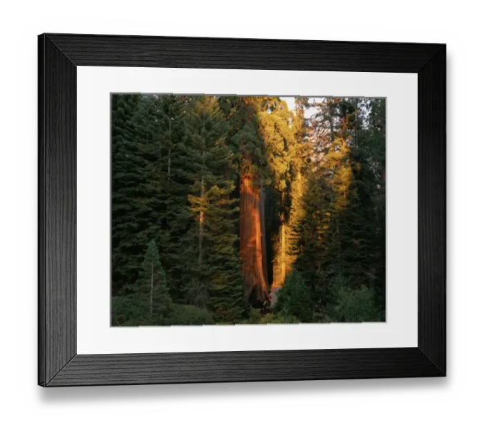 Framed Print : last sunlight on Giant Sequoia trees in Grant Grove, Kings Canyon Nat l Park, CA Framed Print : last sunlight on Giant Sequoia trees in Grant Grove, Kings Canyon Nat l Park, CA