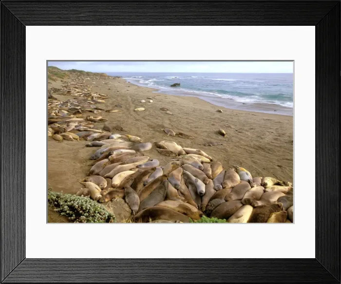 Framed Print : North America, USA, California. California Sea lions (zalophus californianus) Framed Print : North America, USA, California. California Sea lions (zalophus californianus)