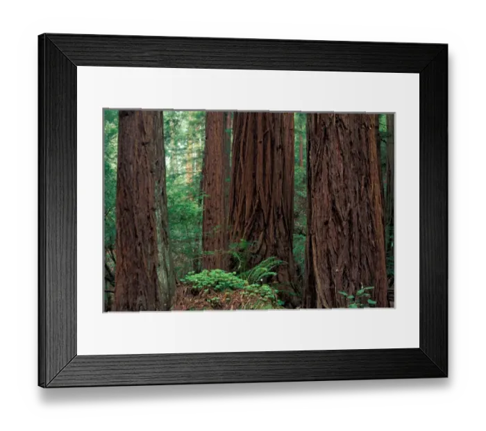 Framed Print : NA, USA, California, Marin County, Muir Woods National Monument, Coast Redwoods Framed Print : NA, USA, California, Marin County, Muir Woods National Monument, Coast Redwoods