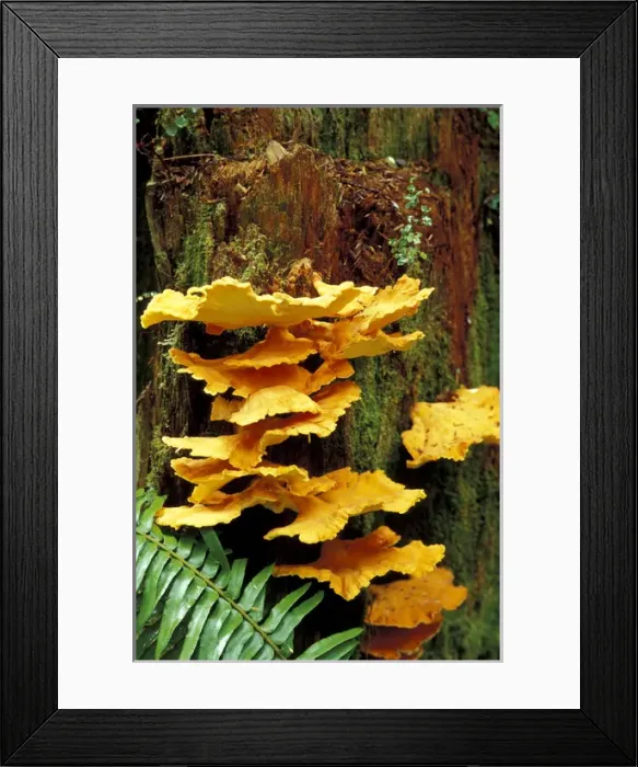 Framed Print : USA, California, Jedediah Smith Redwoods State Park Chicken mushroom (Laetiporus Framed Print : USA, California, Jedediah Smith Redwoods State Park Chicken mushroom (Laetiporus