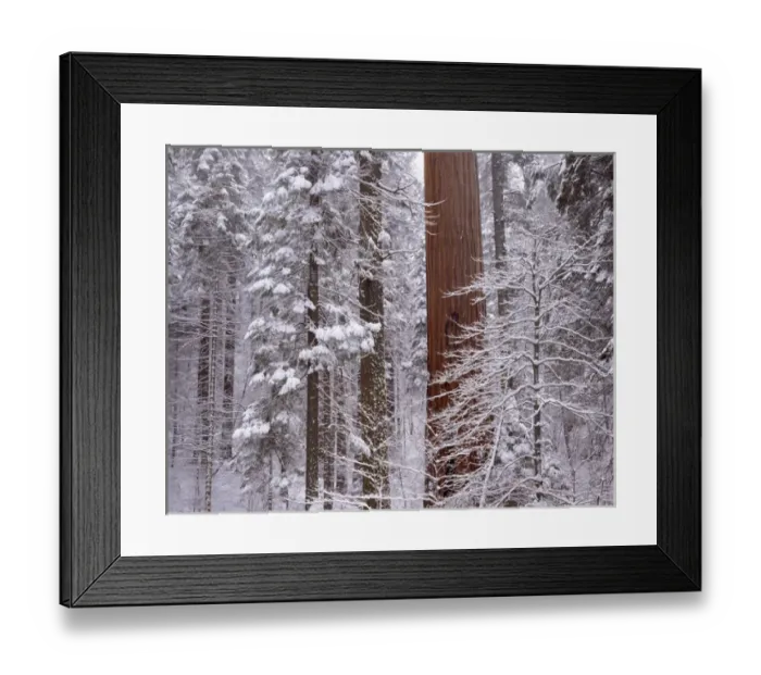 Framed Print : USA, California, Winter, Giant Forest, Sequoia and Kings Canyon National Park Framed Print : USA, California, Winter, Giant Forest, Sequoia and Kings Canyon National Park