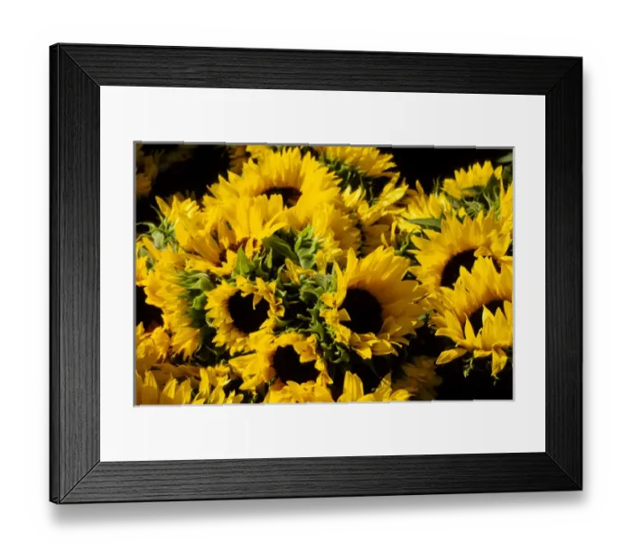 Framed Print : North America, USA, CA, San Francisco, ferry building farmers market, sunflowers Framed Print : North America, USA, CA, San Francisco, ferry building farmers market, sunflowers