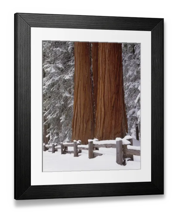 Framed Print : USA, California, Winter, Three Sequoia Trees and Fence, Sequoia and Kings Canyon