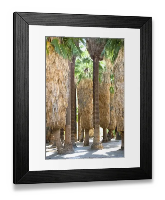 Framed Print : Palm Springs, CA, USA - Image of the trunks of palm trees. Vertical shot