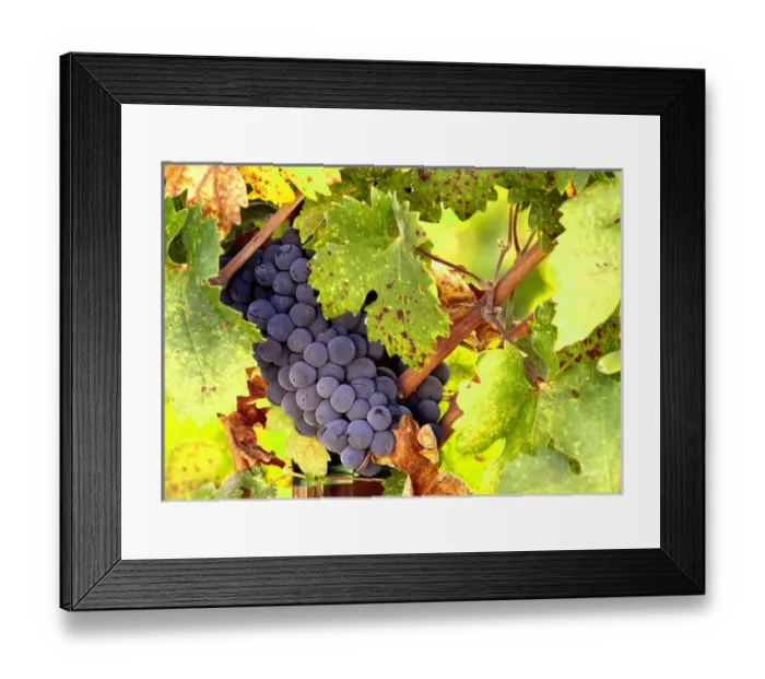 Framed Print : USA, California, Napa Valley, wine country, close-up of merlot wine grapes Framed Print : USA, California, Napa Valley, wine country, close-up of merlot wine grapes