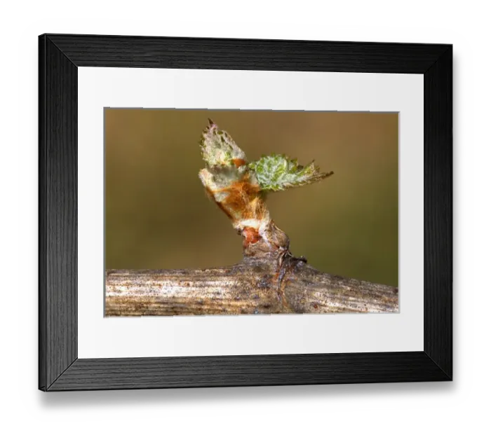 Framed Print : USA, California, Napa Valley, bud break (the emergence of new buds) new Framed Print : USA, California, Napa Valley, bud break (the emergence of new buds) new