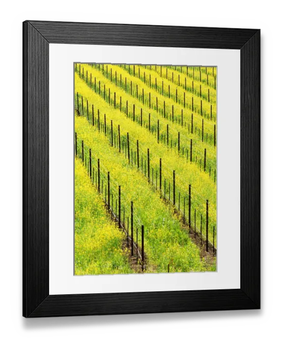 Framed Print : USA, California, Napa Valey, wine country, mustard plants in a vineyard Framed Print : USA, California, Napa Valey, wine country, mustard plants in a vineyard