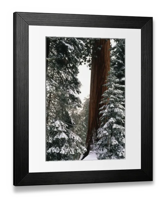 Framed Print : USA, California, Sequoia National Park, Giant Forest, Giant Sequoia trees in snow Framed Print : USA, California, Sequoia National Park, Giant Forest, Giant Sequoia trees in snow
