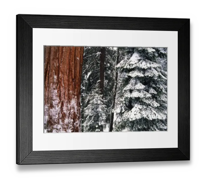 Framed Print : USA, California, Sequoia National Park, Giant Forest, Giant Sequoia trees in snow Framed Print : USA, California, Sequoia National Park, Giant Forest, Giant Sequoia trees in snow
