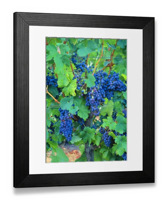 Framed Print : USA, California, Napa Valley, wine country, cabernet grapes on the vine Framed Print : USA, California, Napa Valley, wine country, cabernet grapes on the vine