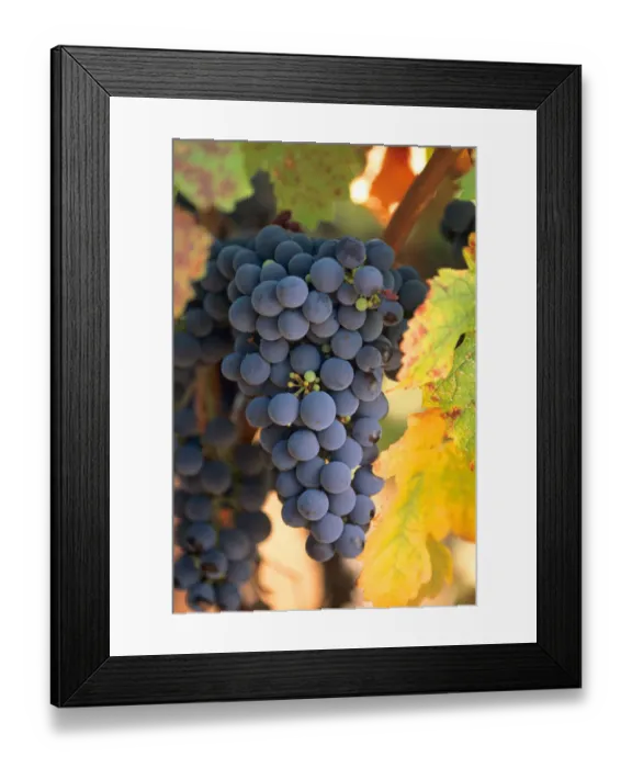 Framed Print : USA, California, Napa, wine country, a cluste of cabernet sauvignon grapes hangs