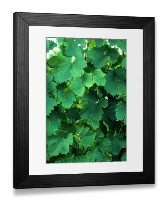 Framed Print : USA, California, Napa Valley, wine country, new grape leaves in a vineyard Framed Print : USA, California, Napa Valley, wine country, new grape leaves in a vineyard