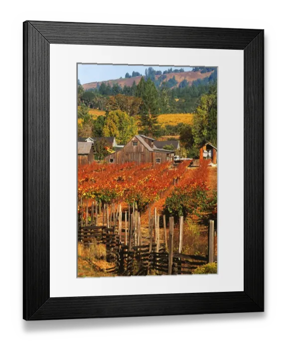 Framed Print : USA, California, Anderson Valley, wine country, fall color in vineyards and wineries Framed Print : USA, California, Anderson Valley, wine country, fall color in vineyards and wineries