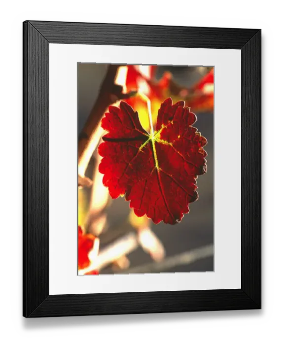Framed Print : USA, California, Napa Valley, wine country, a red grapeleaf at harvest time Framed Print : USA, California, Napa Valley, wine country, a red grapeleaf at harvest time