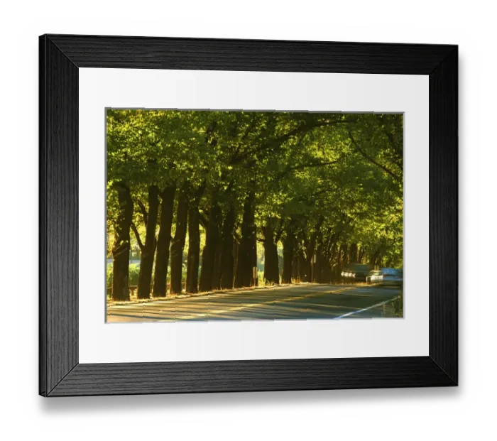 Framed Print : USA, California, Napa Valley, St. Helena, wine country, a tunnel of trees in morning Framed Print : USA, California, Napa Valley, St. Helena, wine country, a tunnel of trees in morning