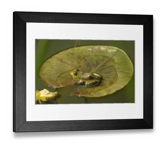 Framed Print : Frog on a lilly pad at a pond in Amador county, California