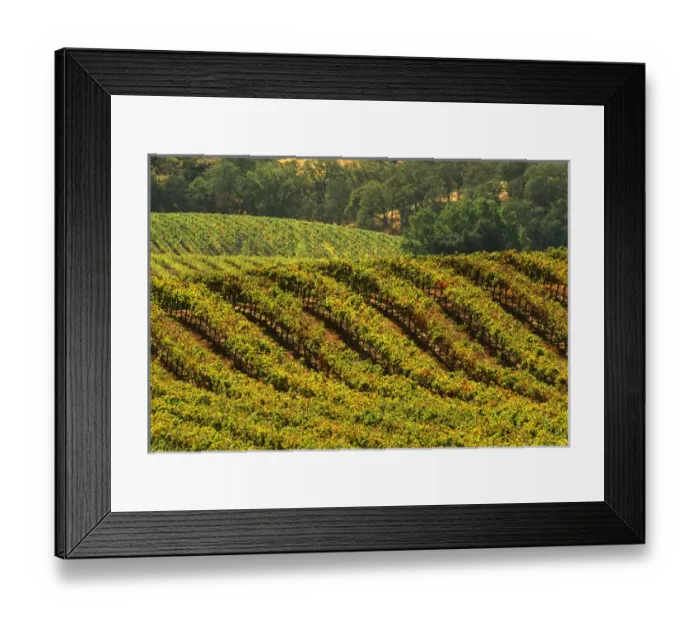 Framed Print : USA, California, Alexander Valley, wine country, rolling vineyards