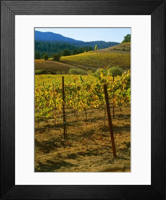 Framed Print : USA, California, Anderson Valley, wine country, fall color in a vineyard Framed Print : USA, California, Anderson Valley, wine country, fall color in a vineyard