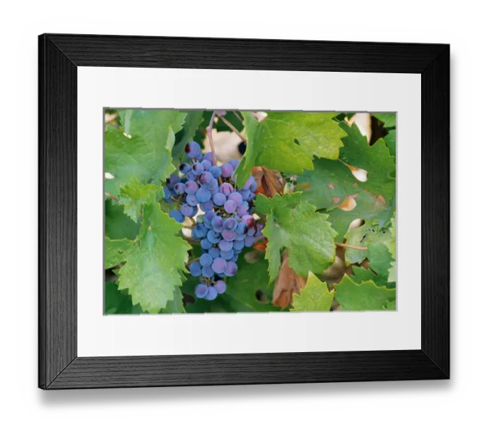 Framed Print : USA, California, Napa, a cluster of cabernet sauvignon grapes on the vine Framed Print : USA, California, Napa, a cluster of cabernet sauvignon grapes on the vine