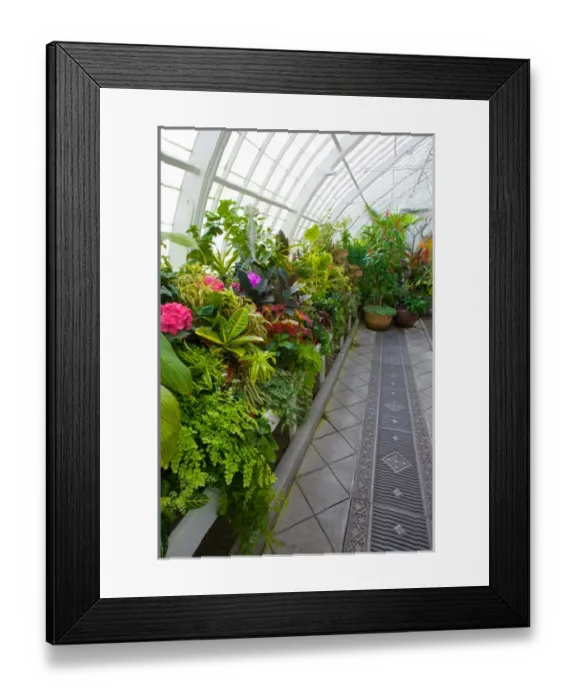Framed Print : USA, California, San Francisco, Inside the San Francisco Conservatory of Flowers Framed Print : USA, California, San Francisco, Inside the San Francisco Conservatory of Flowers