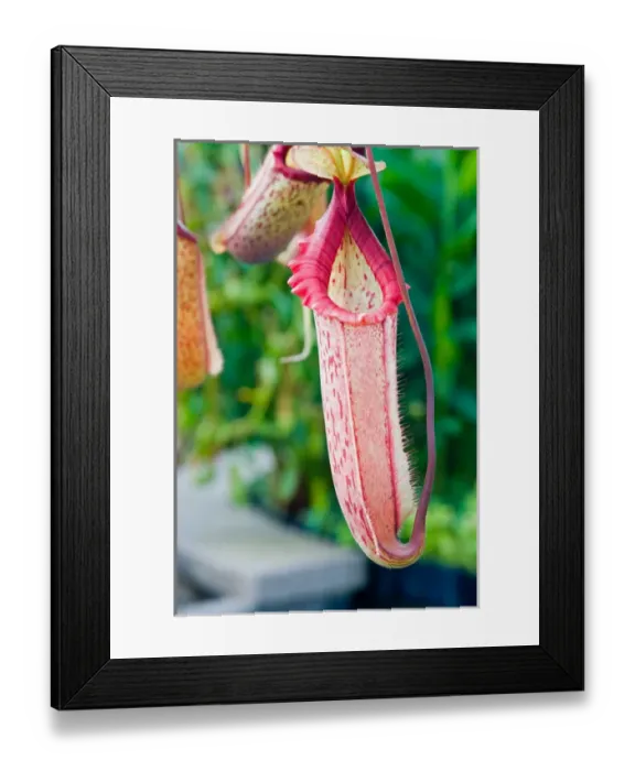 Framed Print : USA, California, San Francisco. The Nepenthes plant
