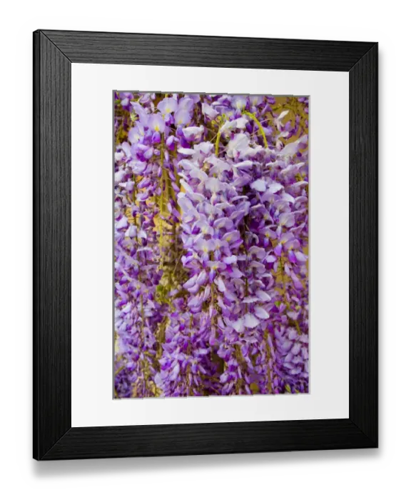 Framed Print : USA, California, Sonoma Valley, Wisteria blooming in spring Framed Print : USA, California, Sonoma Valley, Wisteria blooming in spring