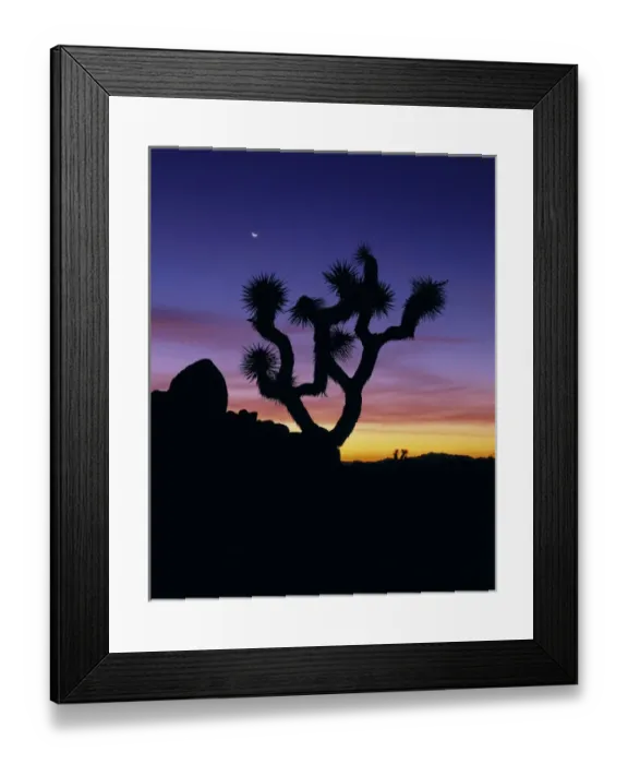 Framed Print : North America, U. S. A. California, Joshua Tree National Park, evening in the desert-Joshua