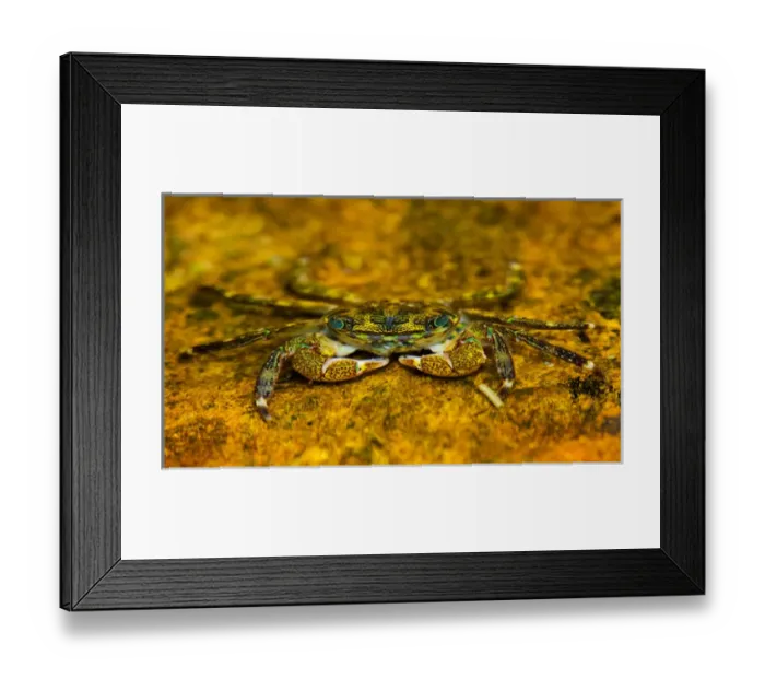 Framed Print : North America, USA, California, Point Lobos State Park. Striped Shore Crab in a tidal