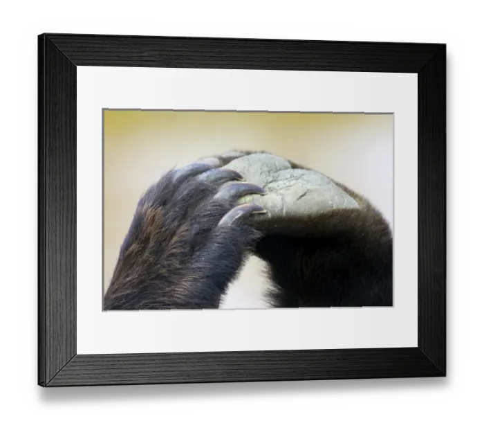 Framed Print : An intimate portrait of a grizzlys paws and claws Framed Print : An intimate portrait of a grizzlys paws and claws