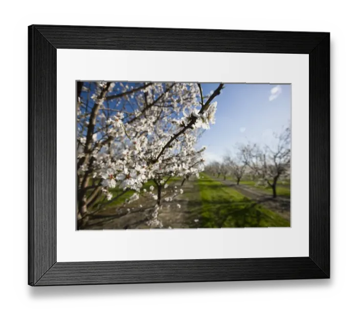 Framed Print : Almond blossoms (Prunus dulcis) in an orchard near Escalon, California Framed Print : Almond blossoms (Prunus dulcis) in an orchard near Escalon, California