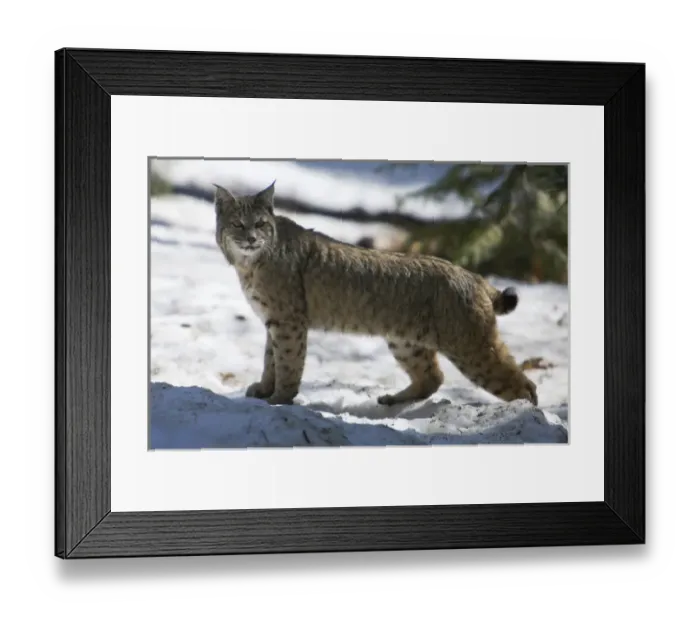 Framed Print : A Bobcat (Lynx rufus) pauses while crossing a snowy meadow in Yosemite National Park Framed Print : A Bobcat (Lynx rufus) pauses while crossing a snowy meadow in Yosemite National Park