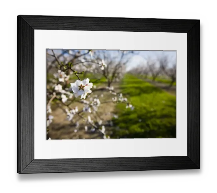 Framed Print : Almond blossoms (Prunus dulcis) in an orchard near Escalon, California