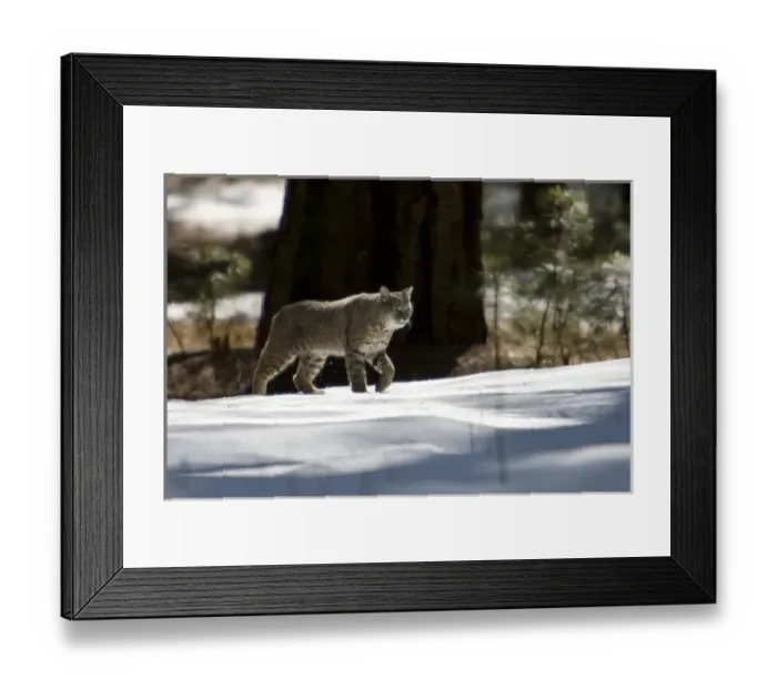 Framed Print : A Bobcat (Lynx rufus) crosses a snowy meadow in Yosemite National Park, California Framed Print : A Bobcat (Lynx rufus) crosses a snowy meadow in Yosemite National Park, California