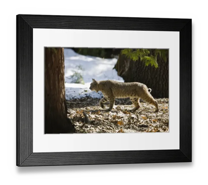 Framed Print : A Bobcat (Lynx rufus) walking through a meadow in Yosemite National Park, California Framed Print : A Bobcat (Lynx rufus) walking through a meadow in Yosemite National Park, California